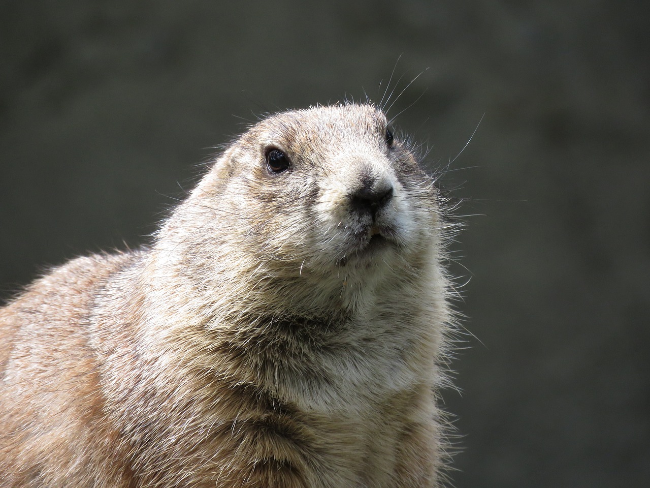 Prerijų Šuo, Graužikas, Gunnisono Prairio Šuo, Cynomys Gunnisoni, Gyvūnas, Zoologijos Sodas, Nemokamos Nuotraukos,  Nemokama Licenzija