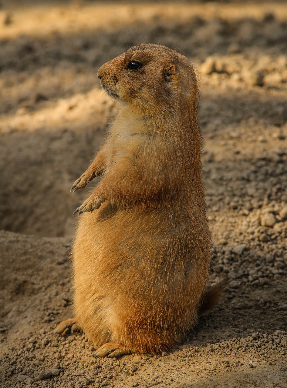 Prerijų Šuo, Cynomys, Burzuojantis Graužikas, Žemės Voverė, Budrus, Gyvūnas, Laukinė Gamta, Laukiniai, Zoologija, Žinduolis