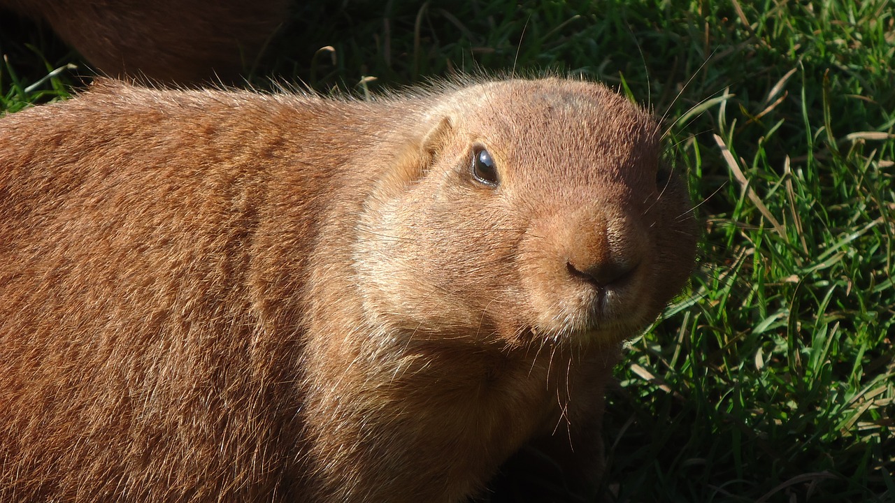 Prerijų Šuo, Gyvūnas, Žinduolis, Graužikas, Laukinė Gamta, Zoologijos Sodas, Mažas, Pūkuotas, Mielas, Kailis