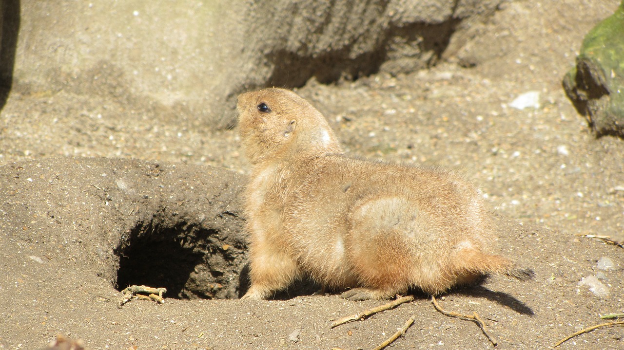 Prerijų Šuo, Zoologijos Sodas, Gyvūnas, Žinduolis, Laukinė Gamta, Graužikas, Žemė, Budrus, Purvas, Natūralus