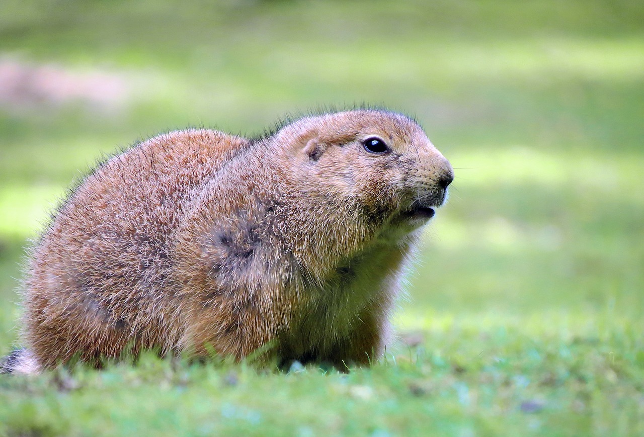 Prerijų Šuo, Laukinio Gyvenimo Parkas, Graužikai, Kailis, Gamta, Gyvūnas, Laukinės Gamtos Fotografija, Žolėdžius, Cynomys, Laukinė Gamta