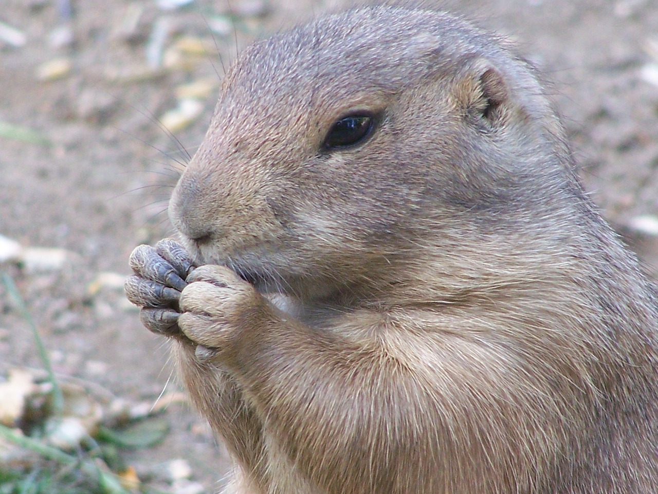 Prerijų Šuo, Nager, Graužikas, Gyvūnas, Zoologijos Sodas, Gamta, Nemokamos Nuotraukos,  Nemokama Licenzija