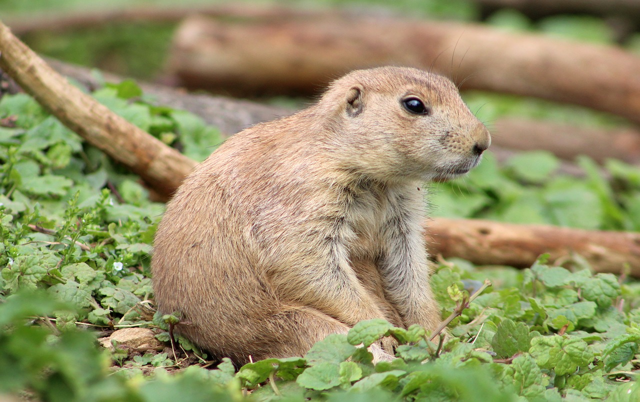 Prerijų Šuo, Gyvūnas, Zoologijos Sodas, Rodant, Nemokamos Nuotraukos,  Nemokama Licenzija