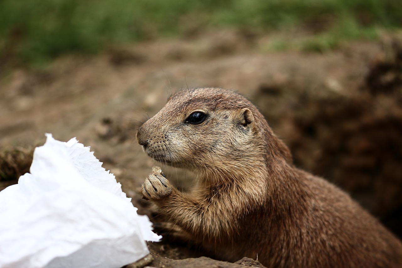 Prerijų Šuo, Gyvūnai, Laukinės Gamtos Fotografija, Zoologijos Sodas, Nager, Gamta, Cynomys, Gophers, Graužikai, Mielas