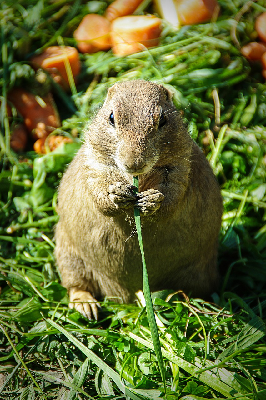 Prerijų Šuo, Mažas, Mielas, Graužikas, Laikyti, Nager, Gyvūnas, Zoologijos Sodas, Nemokamos Nuotraukos,  Nemokama Licenzija