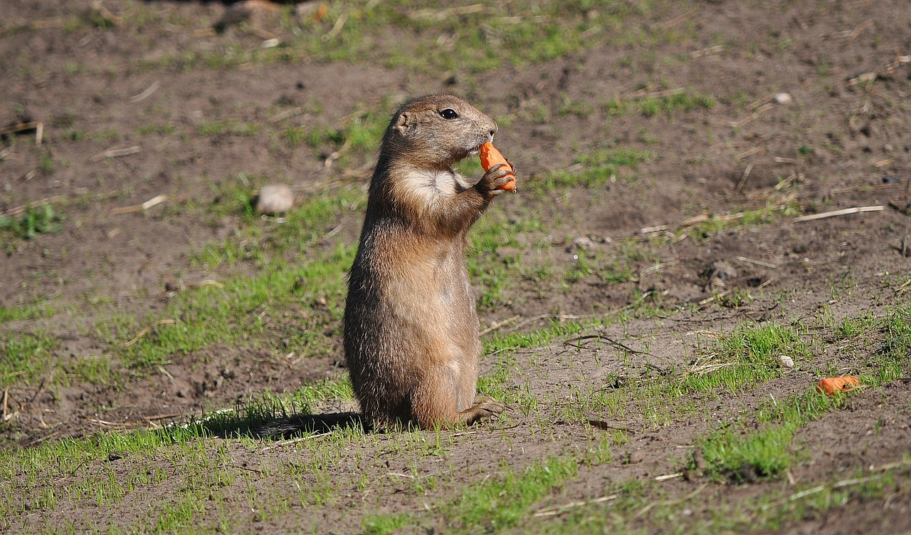 Prerijų Šuo, Gyvūnas, Graužikas, Zoologijos Sodas, Mielas, Žinduolis, Valgyti, Pakabos, Nager, Nemokamos Nuotraukos