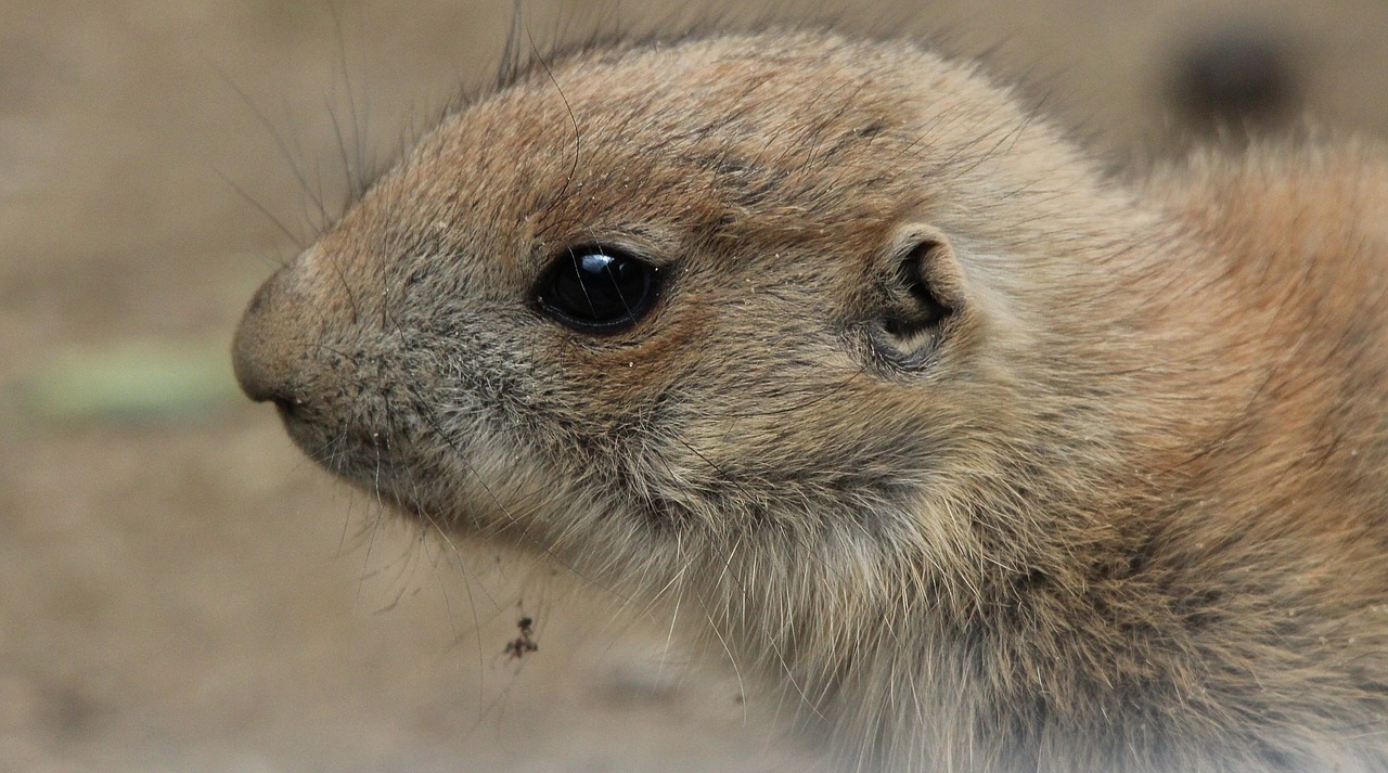 Prerijų Šuo, Cynomys, Gophers, Graužikas, Nager, Gyvūnai, Nemokamos Nuotraukos,  Nemokama Licenzija