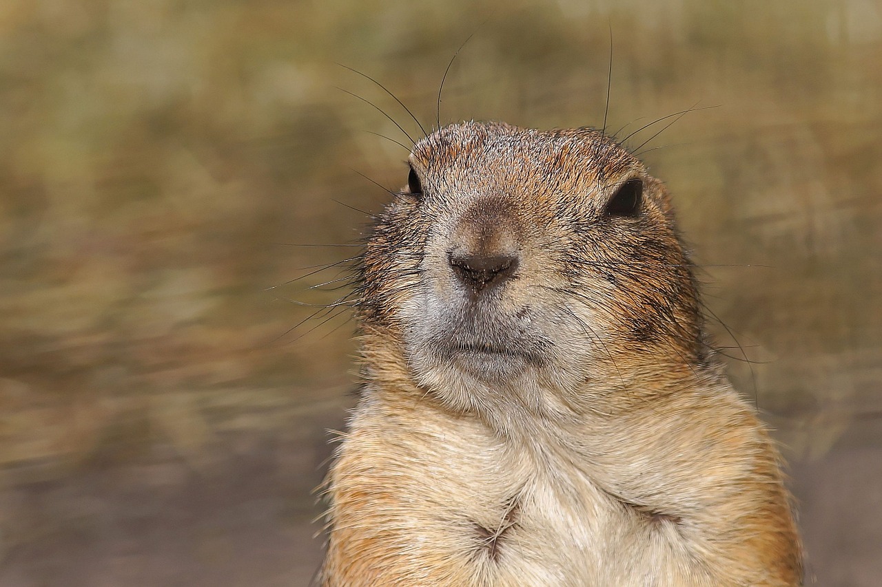 Prerijų Šuo, Gophers, Kruopos, Graužikai, Cynomys, Susiję Su Vovere, Tiesa Gophers, Marmotinas, Šuo Pelė, Graužikas