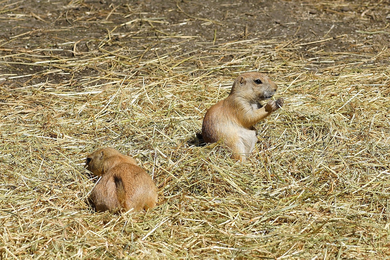 Prerijų Šuo, Gophers, Kruopos, Graužikai, Cynomys, Susiję Su Vovere, Tiesa Gophers, Marmotinas, Šuo Pelė, Gyvūnai