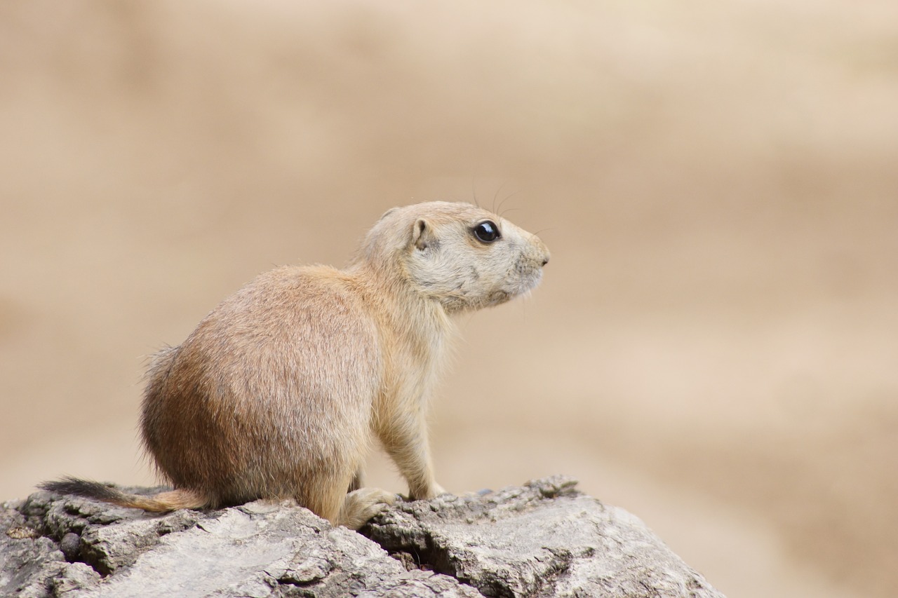 Prerijų Šuo, Zoologijos Sodas, Graužikas, Gyvūnas, Mielas, Nager, Mažas, Gamta, Nemokamos Nuotraukos,  Nemokama Licenzija