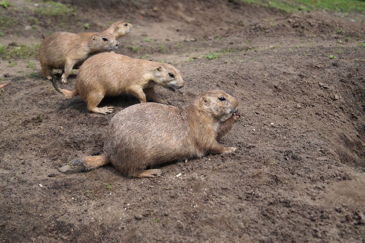 Šunys Prerijai, Graužikai, Gyvūnai, Zoologijos Sodas, Juodieji Pierų Šunys, Nemokamos Nuotraukos,  Nemokama Licenzija