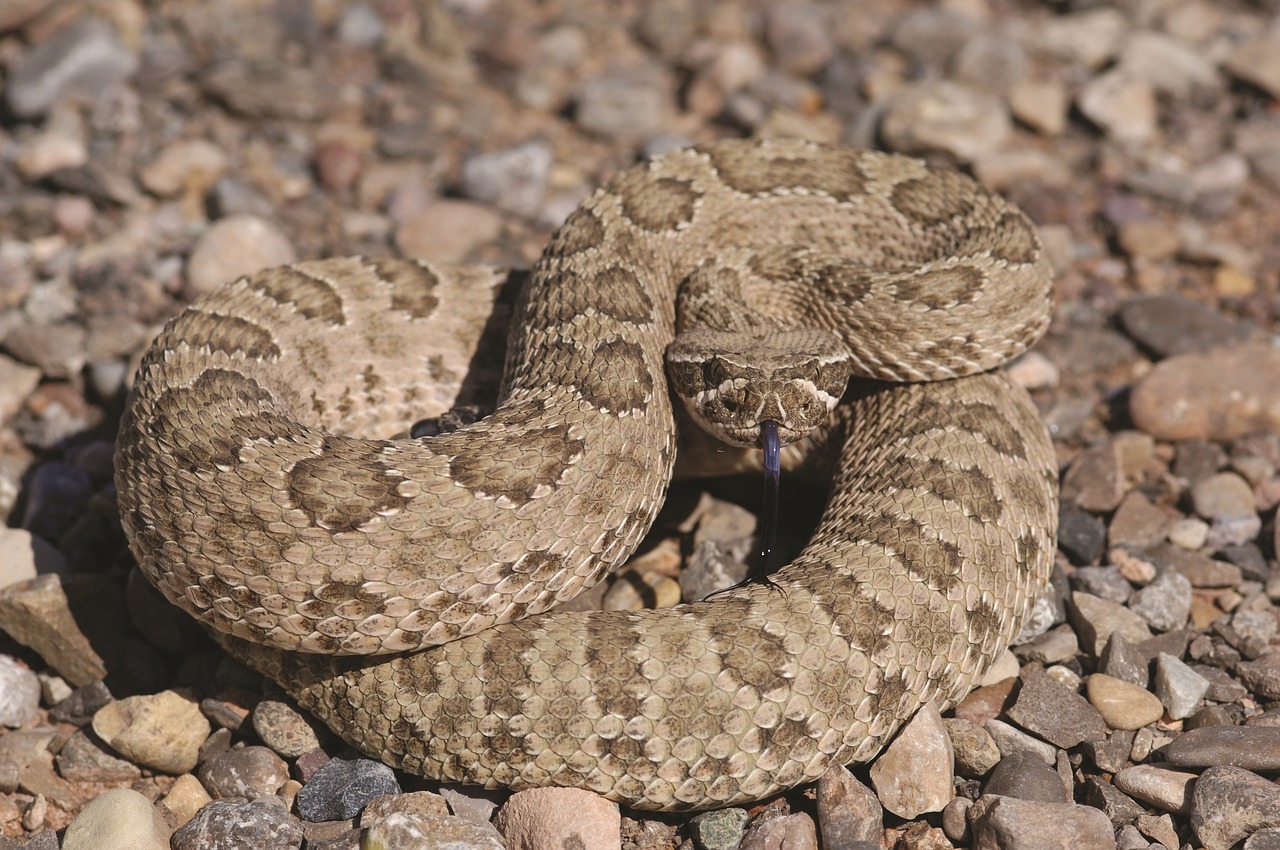 Prairie Griuvėsiai, Viper, Nuodingas, Ropliai, Laukinė Gamta, Nuodingas, Gamta, Pavojingas, Gyvatė, Griūtis