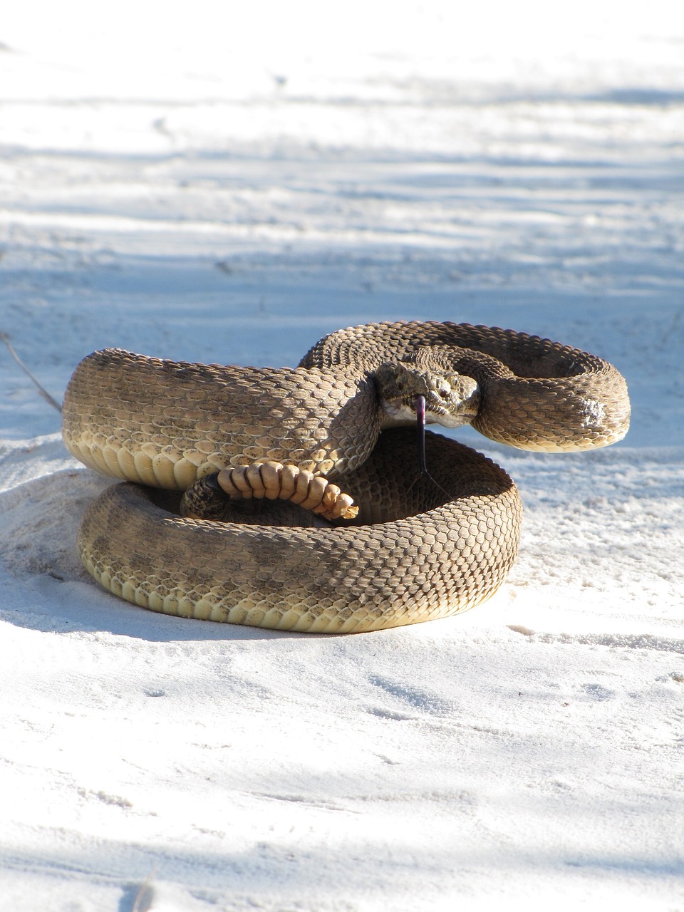 Prairie Griuvėsiai, Viper, Nuodingas, Ropliai, Laukinė Gamta, Nuodingas, Gamta, Balto Smėlio Nacionalinis Paminklas, Naujasis Meksikas, Usa