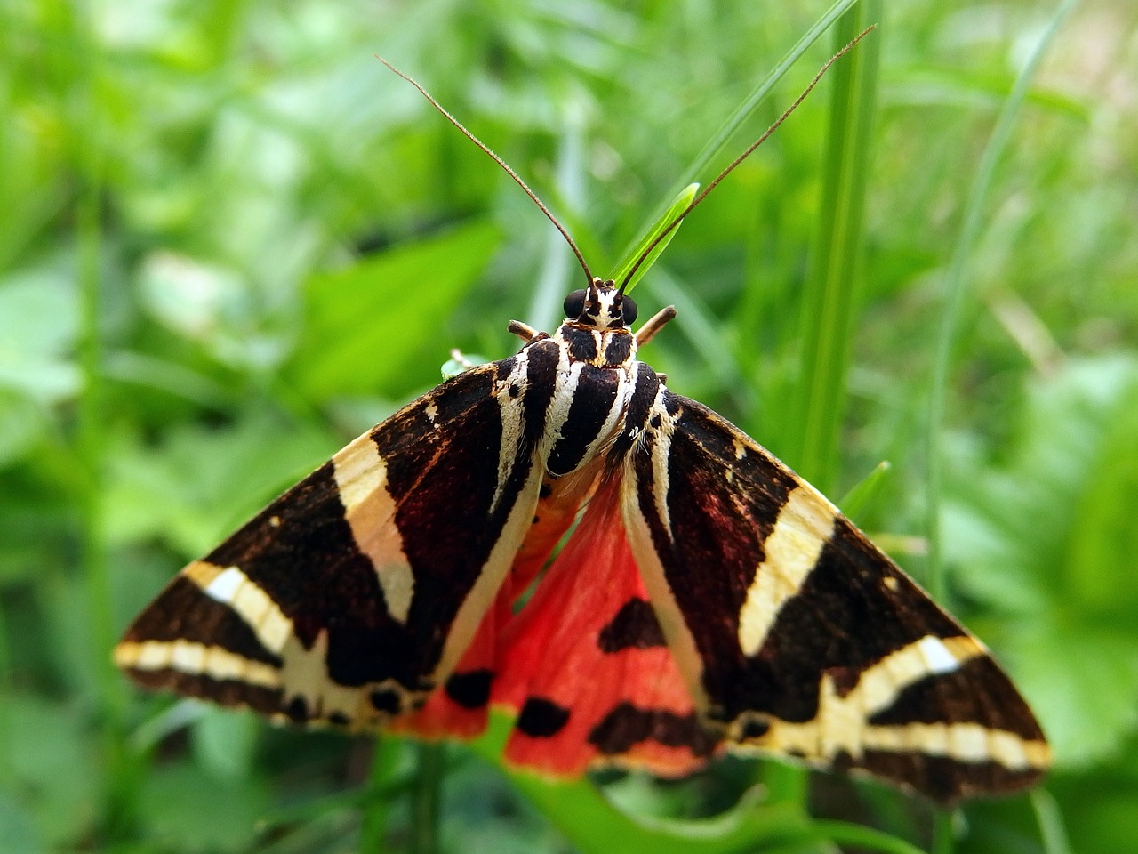 Přástevník, Comfrey, Gamta, Nemokamos Nuotraukos,  Nemokama Licenzija