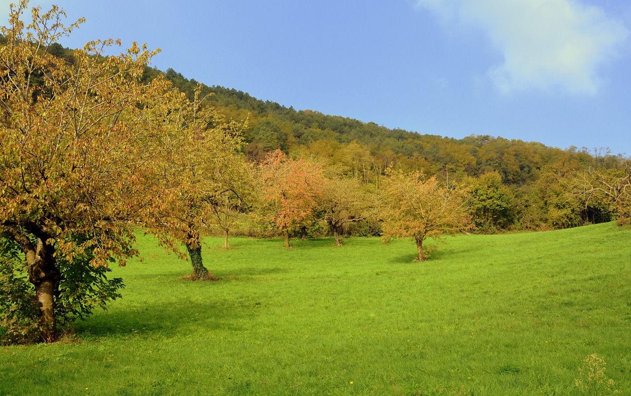 Prato, Medžiai, Žalias, Gamta, Kalnas, Kraštovaizdis, Nemokamos Nuotraukos,  Nemokama Licenzija