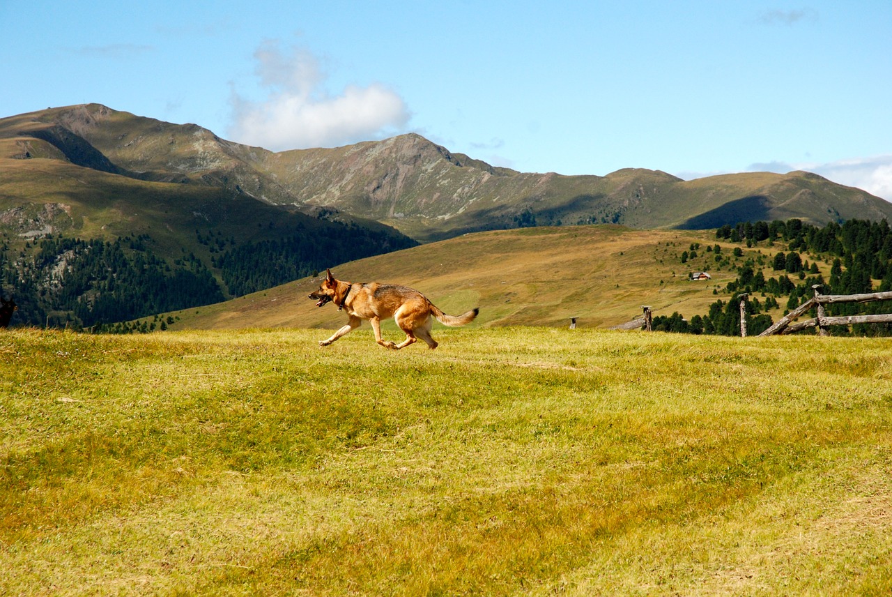 Prato, Šuo, Kalnas, Gyvūnai, Fauna, Dolomitai, Naminis Gyvūnėlis, Nemokamos Nuotraukos,  Nemokama Licenzija