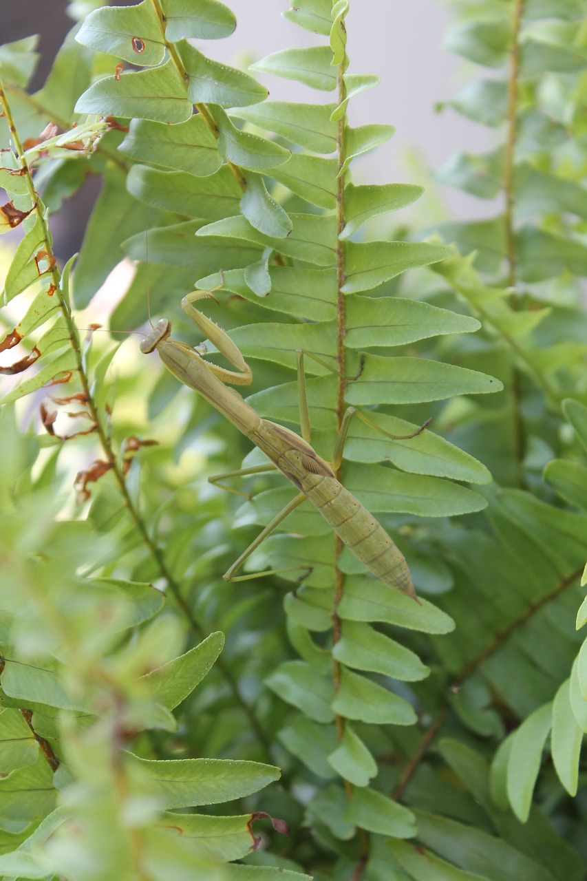 Maldauti Mantis, Vabzdys, Mantis, Žalias, Gamta, Klaida, Kamufliažas, Laukiniai, Nemokamos Nuotraukos,  Nemokama Licenzija