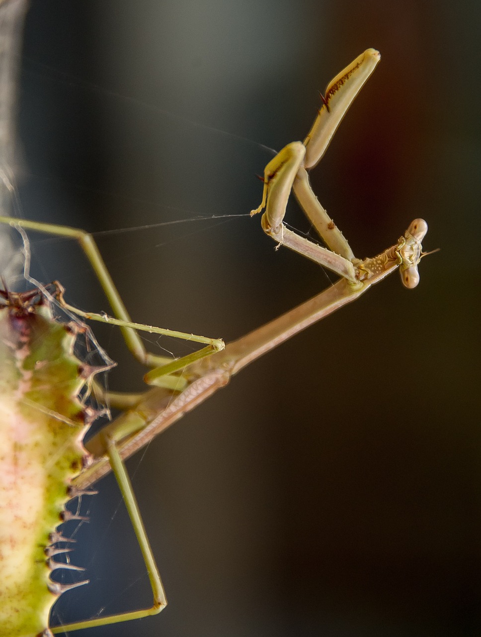 Meldžiasi Mantis, Mantid, Mantis, Vabzdys, Didelis, Ruda, Laukiniai, Queensland, Australia, Nemokamos Nuotraukos