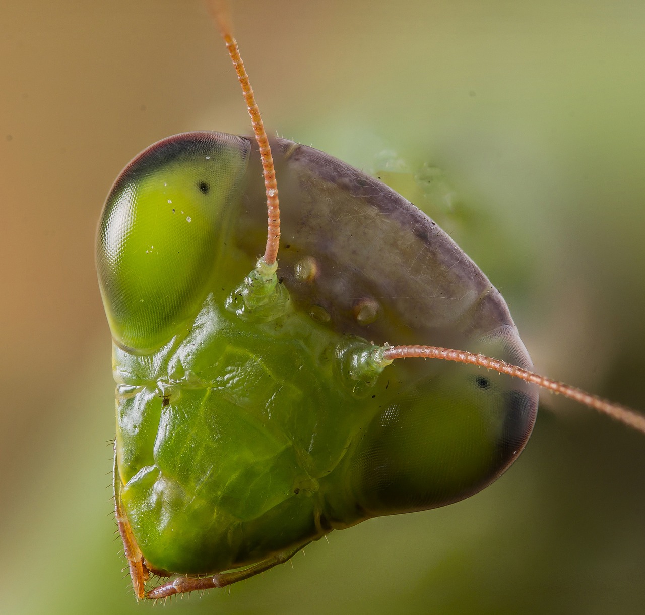 Meldžiasi Mantis, Vabzdys, Gyvūnas, Mantis, Meldžiasi, Gamta, Plėšrūnas, Laukiniai, Laukinė Gamta, Žalias