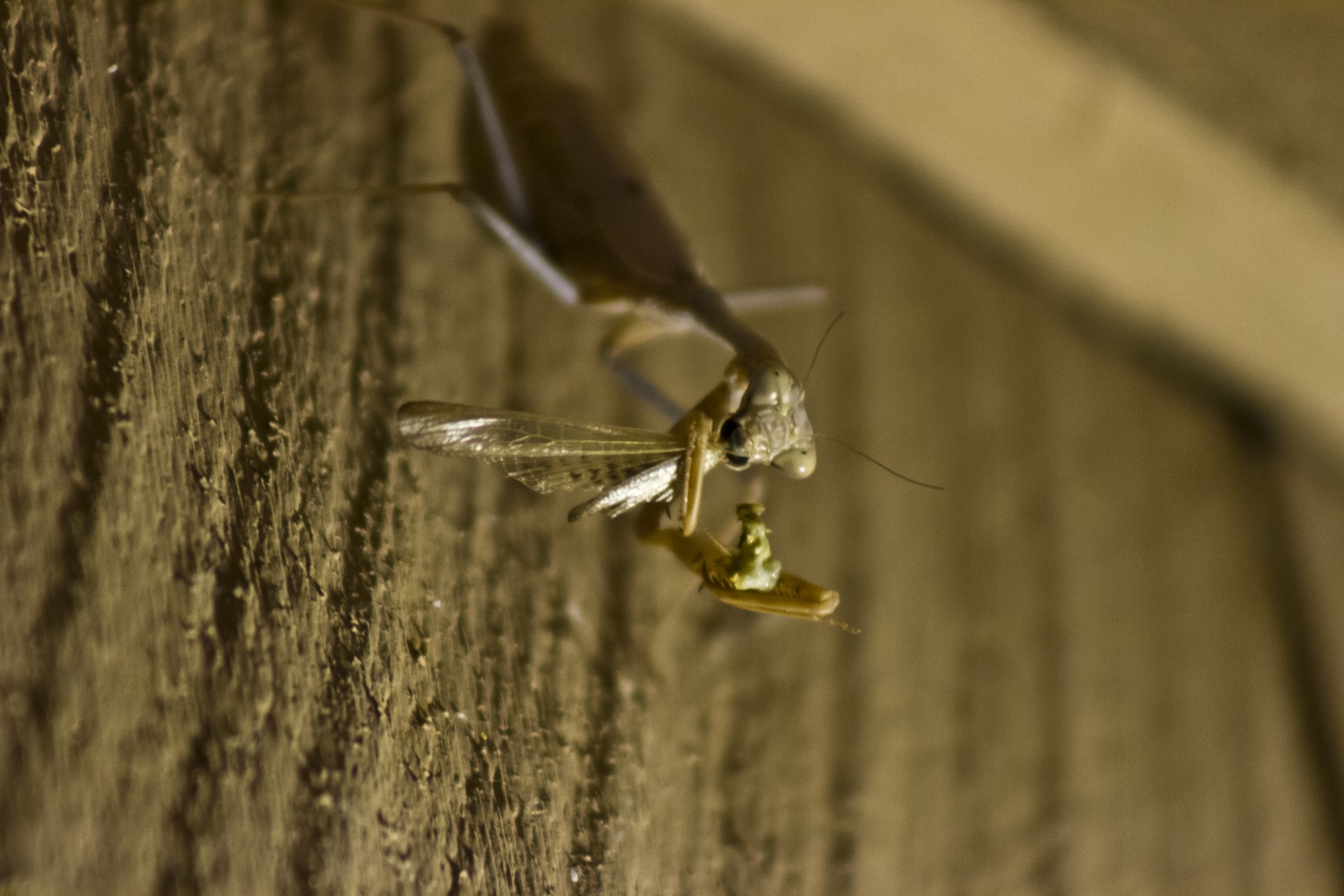 Meldžiasi & Nbsp,  Mantis,  Ruda & Nbsp,  Mantis,  Vabzdys,  Makro,  Klaida,  Meldžiasi Mantis, Nemokamos Nuotraukos,  Nemokama Licenzija