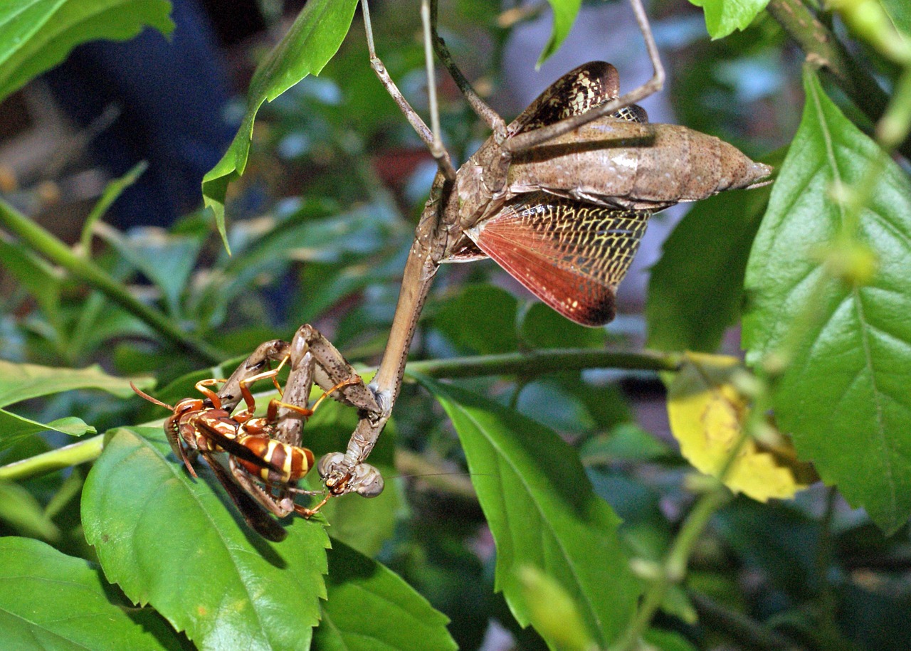 Meldžiasi Mantis, Popierius Velnias, Dvylis, Nemokamos Nuotraukos,  Nemokama Licenzija