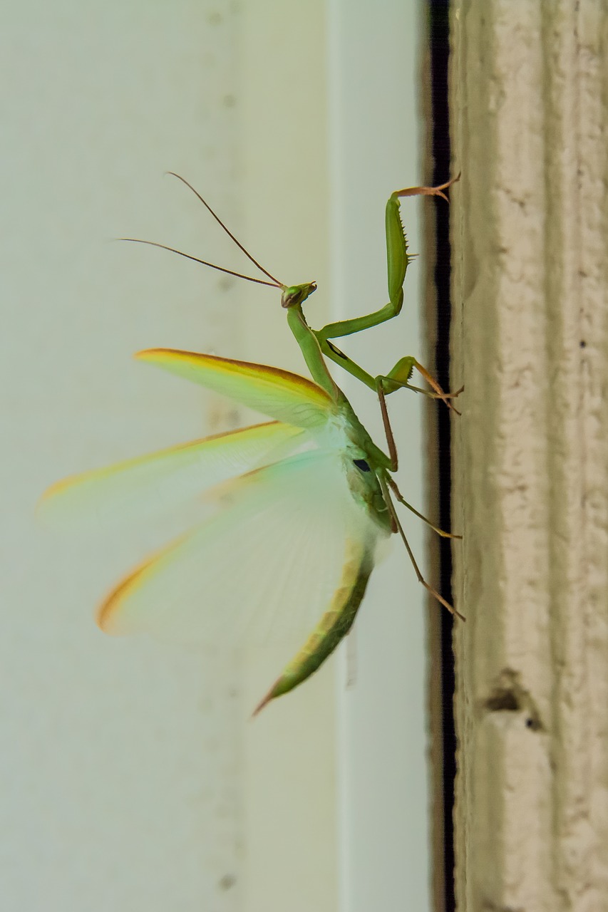 Meldžiasi Mantis, Vabzdžiai, Mantis, Žalias, Klaida, Kojos, Plėšrūnas, Nemokamos Nuotraukos,  Nemokama Licenzija