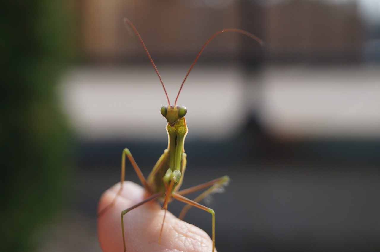 Meldžiasi Mantis, Klaida, Gamta, Vabzdys, Mantis, Meldžiasi, Lauke, Laukinė Gamta, Makro, Rūšis