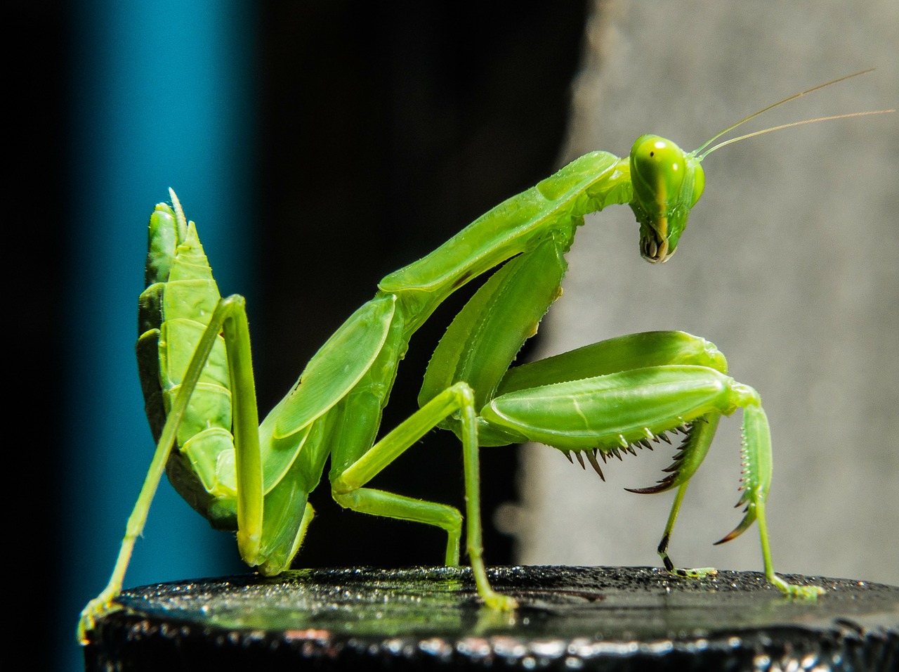 Meldžiasi Mantis, Žūklės Žirnis, Žalias, Uždaryti, Nemokamos Nuotraukos,  Nemokama Licenzija