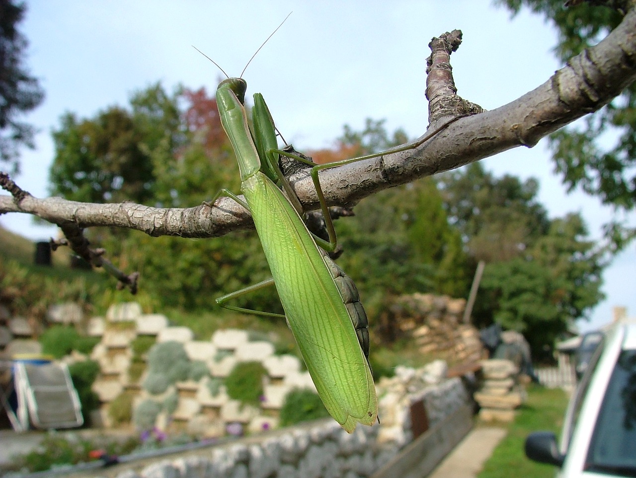 Meldžiasi Mantis, Vabalas, Mantis, Vabzdys, Nemokamos Nuotraukos,  Nemokama Licenzija