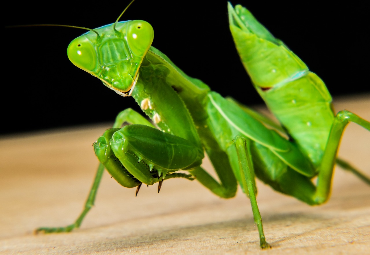 Meldžiasi Mantis, Žūklės Žirnis, Žalias, Uždaryti, Nemokamos Nuotraukos,  Nemokama Licenzija