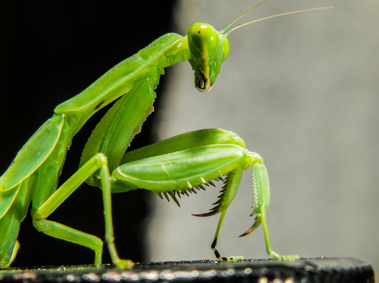 Meldžiasi Mantis, Žūklės Žirnis, Žalias, Uždaryti, Nemokamos Nuotraukos,  Nemokama Licenzija