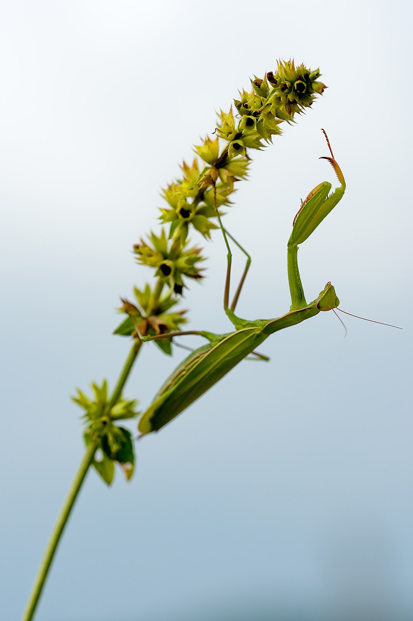 Meldžiasi Mantis, Vabzdys, Makro, Gamta, Uždaryti, Žalias, Žūklės Žirnis, Žolės Mentė, Nemokamos Nuotraukos,  Nemokama Licenzija