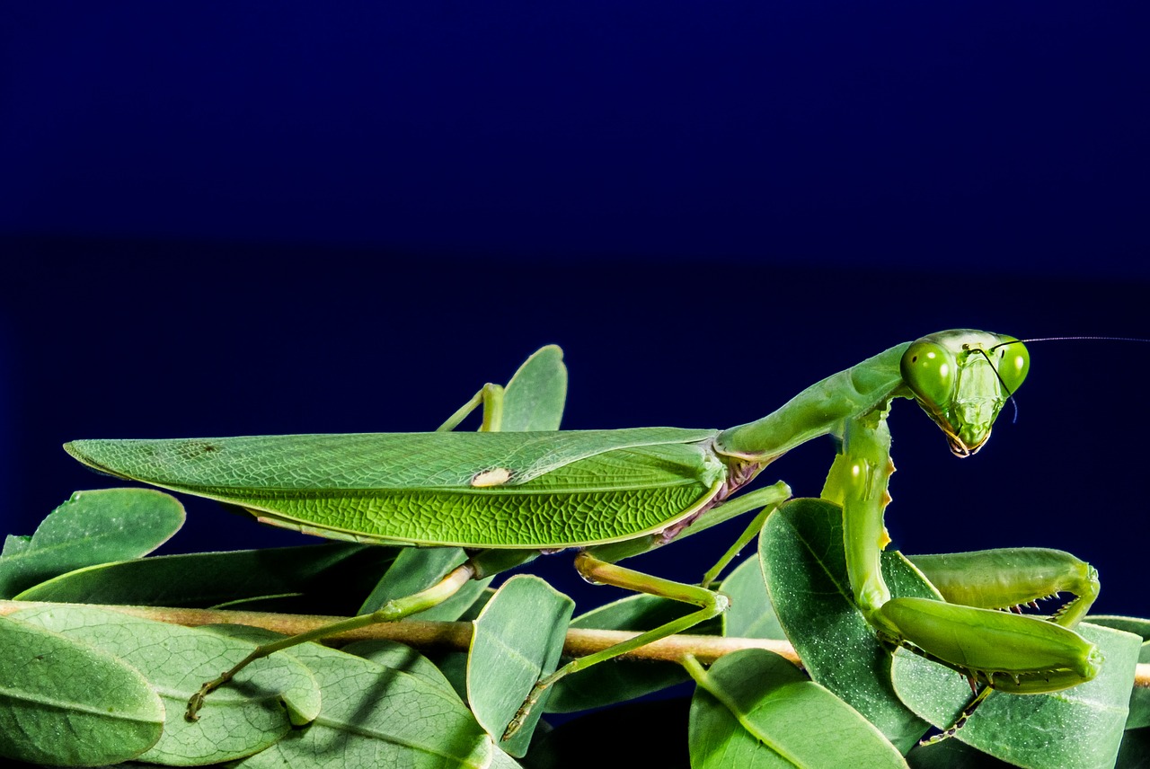 Meldžiasi Mantis, Žūklės Žirnis, Žalias, Uždaryti, Nemokamos Nuotraukos,  Nemokama Licenzija