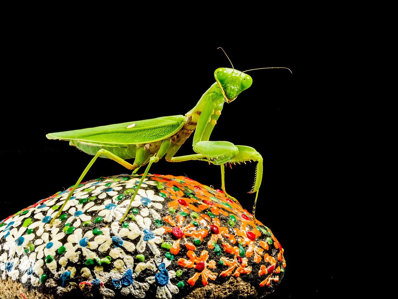 Meldžiasi Mantis, Žūklės Žirnis, Žalias, Uždaryti, Nemokamos Nuotraukos,  Nemokama Licenzija