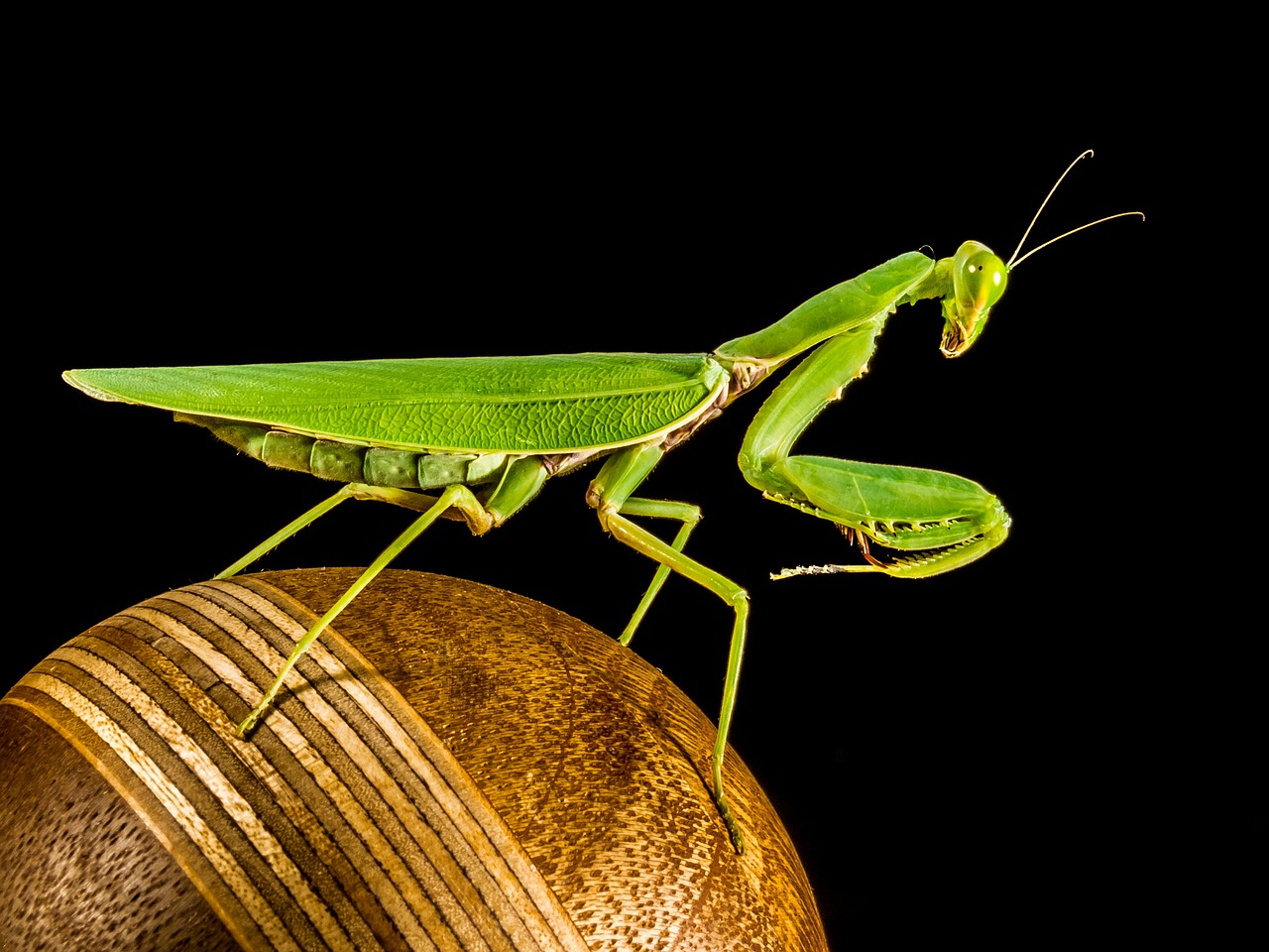 Meldžiasi Mantis, Žūklės Žirnis, Žalias, Uždaryti, Nemokamos Nuotraukos,  Nemokama Licenzija