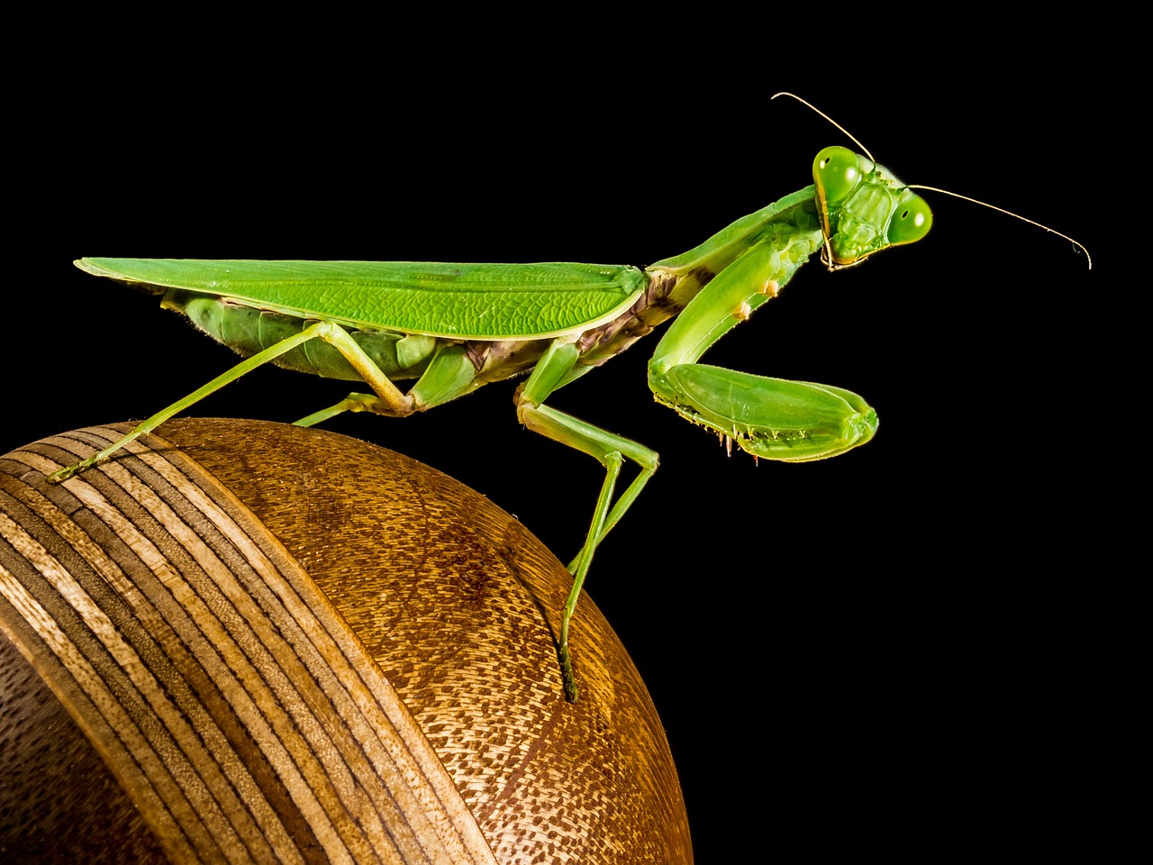 Meldžiasi Mantis, Žūklės Žirnis, Žalias, Uždaryti, Nemokamos Nuotraukos,  Nemokama Licenzija