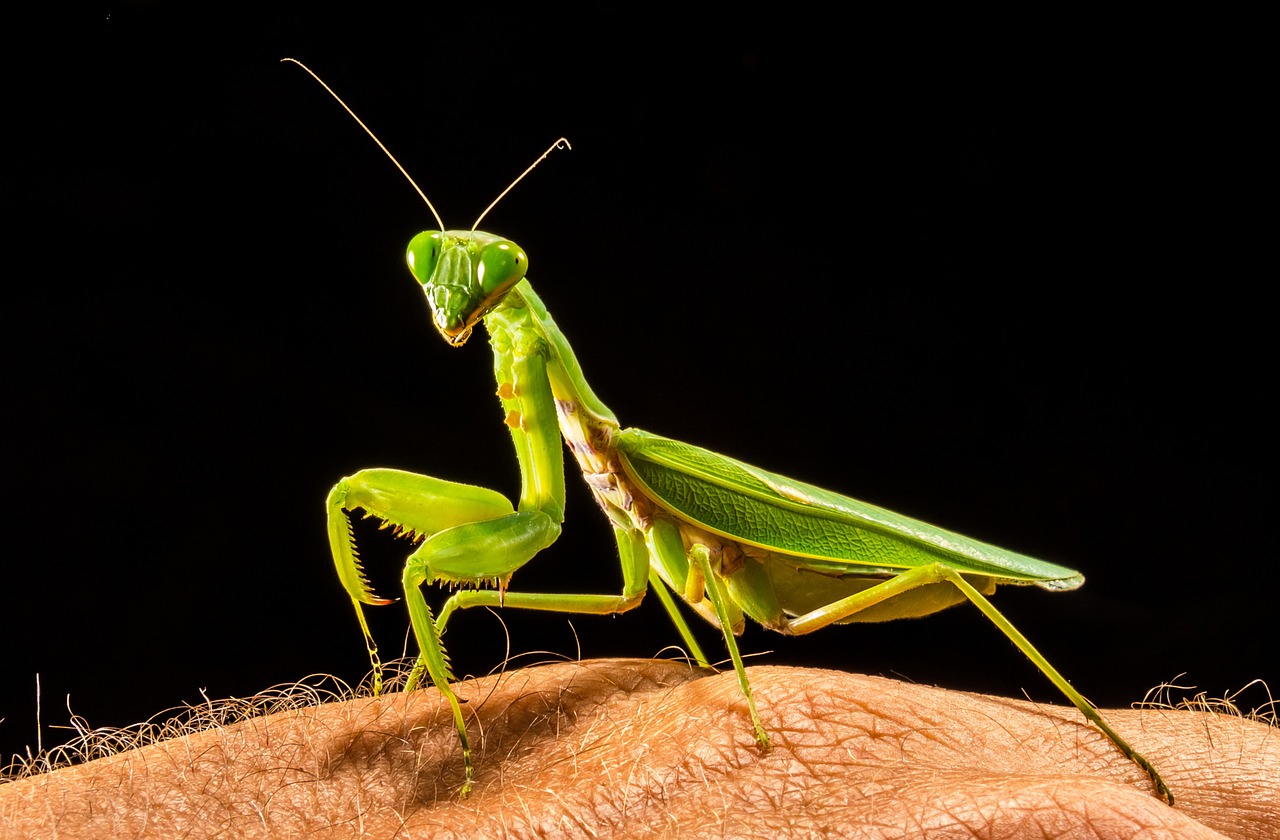 Meldžiasi Mantis, Žūklės Žirnis, Žalias, Uždaryti, Nemokamos Nuotraukos,  Nemokama Licenzija