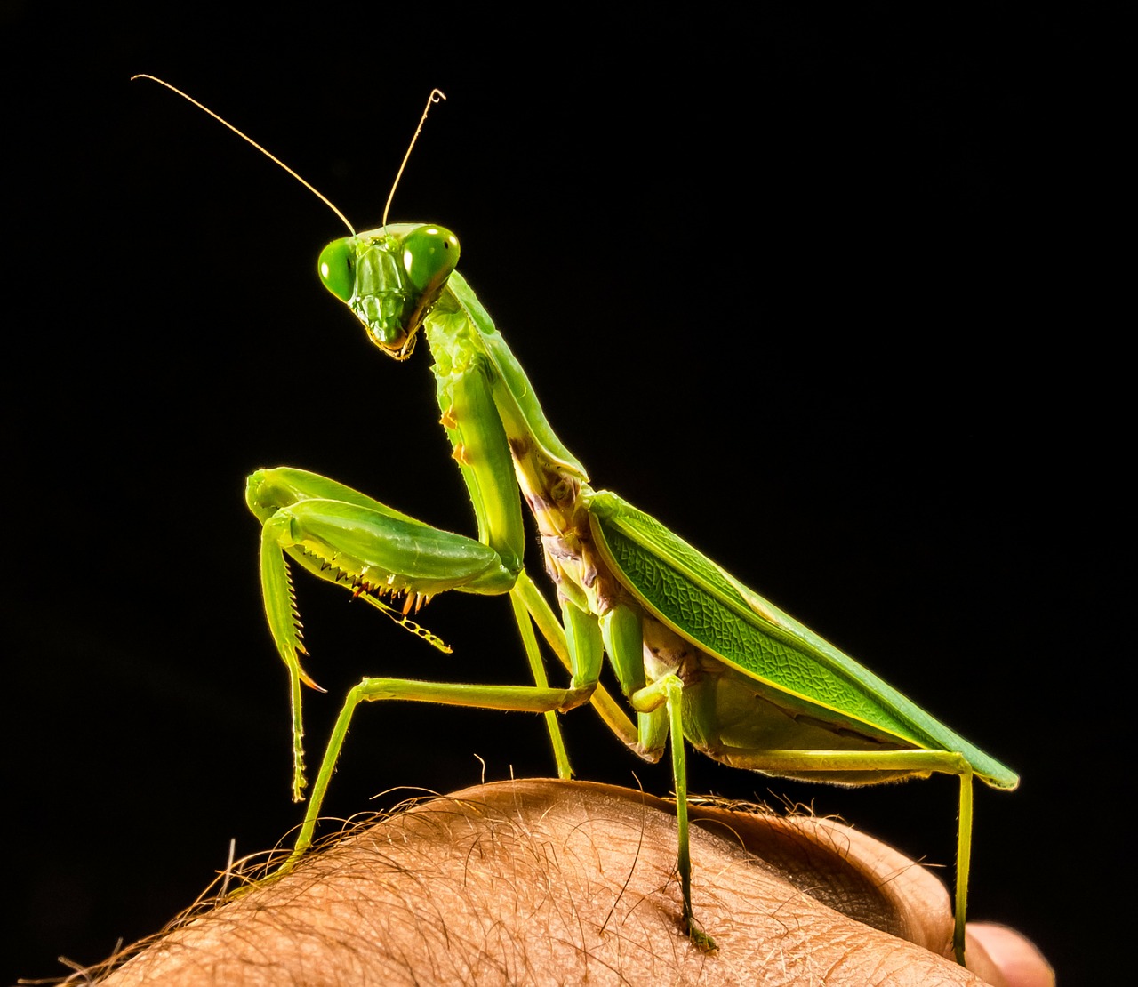 Meldžiasi Mantis, Žūklės Žirnis, Žalias, Uždaryti, Nemokamos Nuotraukos,  Nemokama Licenzija