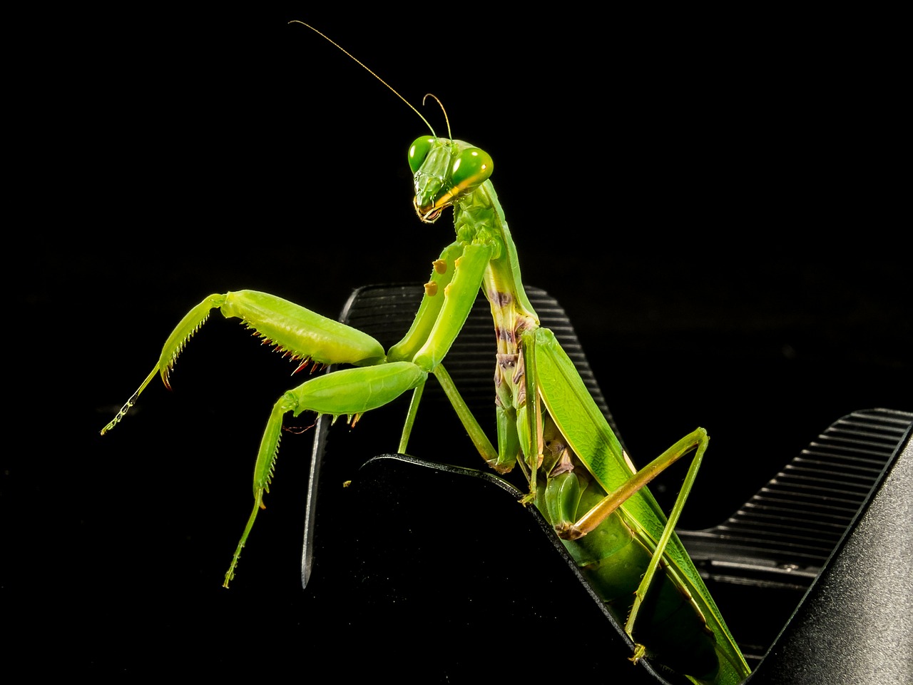 Meldžiasi Mantis, Žūklės Žirnis, Žalias, Uždaryti, Nemokamos Nuotraukos,  Nemokama Licenzija