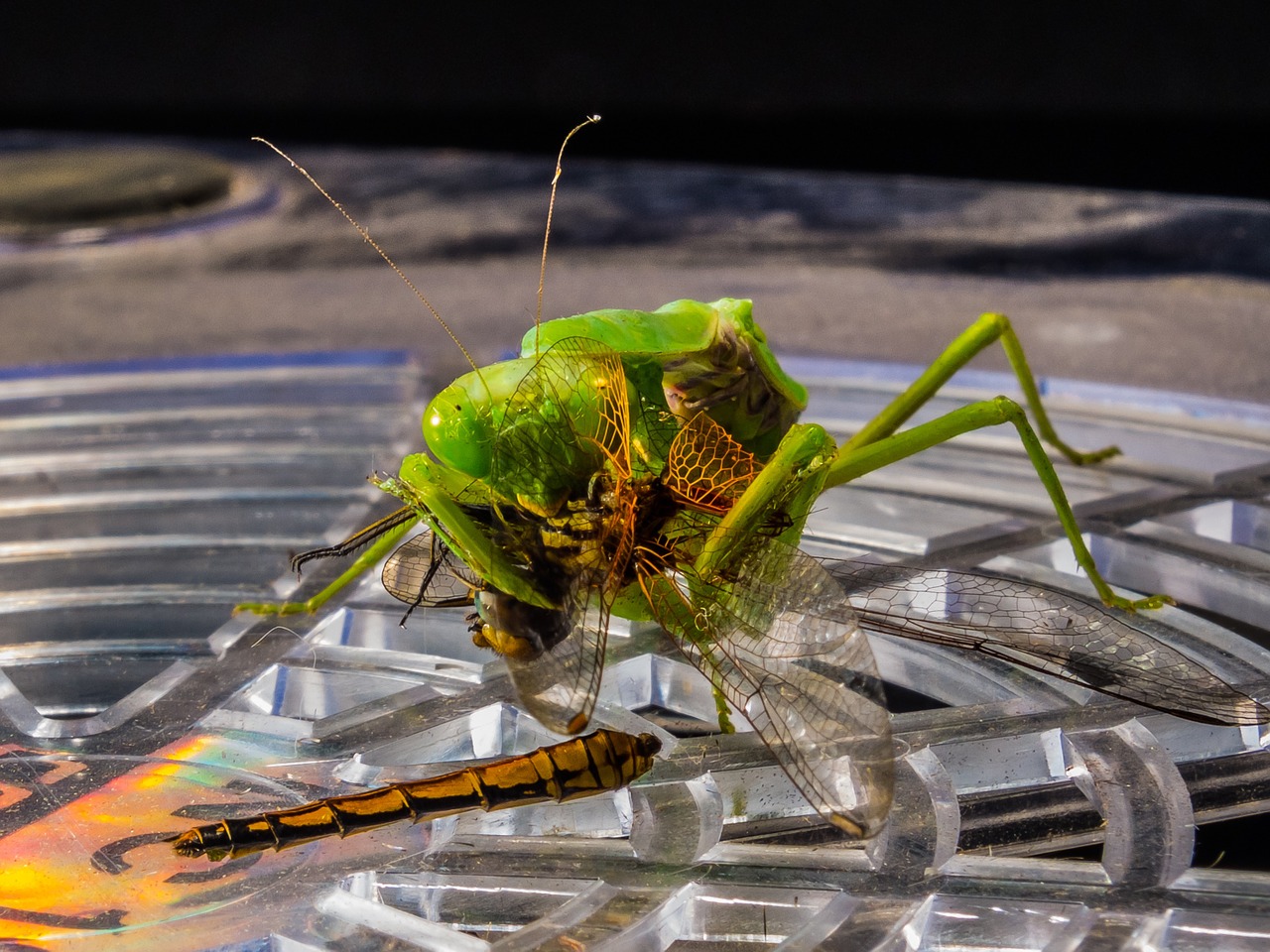 Meldžiasi Mantis, Žūklės Žirnis, Lazda, Valgyti, Uždaryti, Nemokamos Nuotraukos,  Nemokama Licenzija