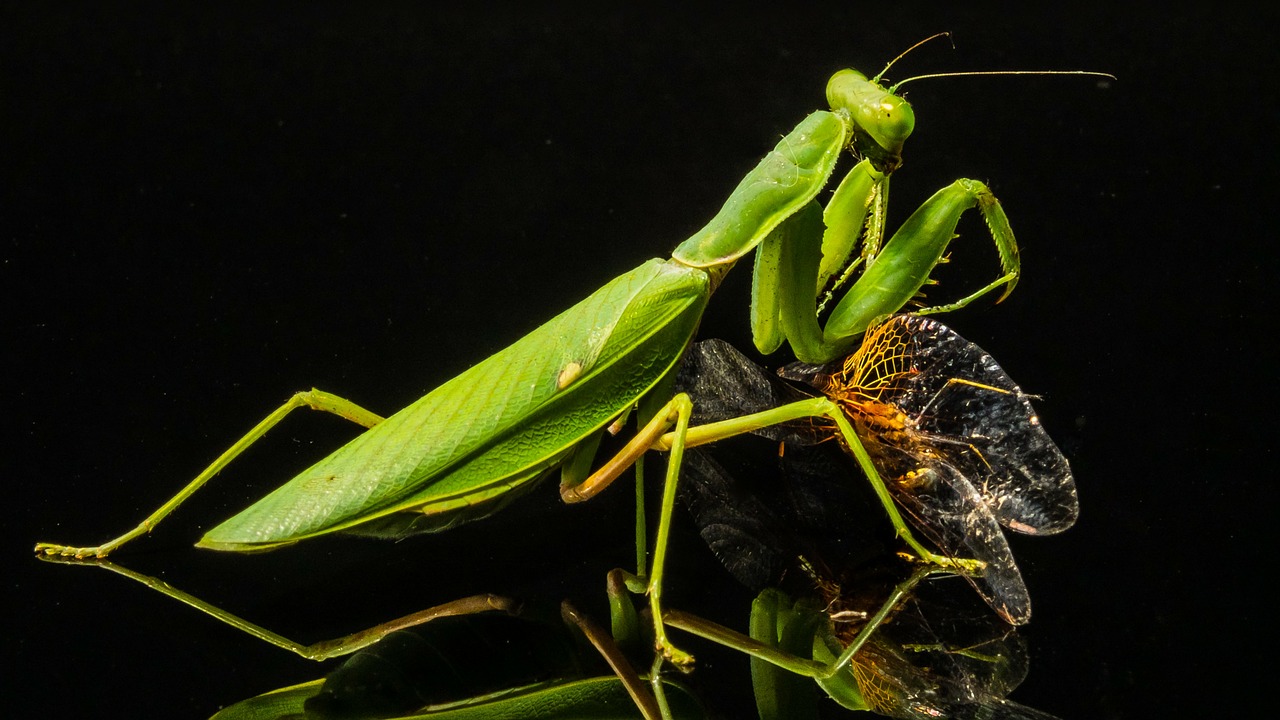 Meldžiasi Mantis, Žūklės Žirnis, Lazda, Valgyti, Uždaryti, Nemokamos Nuotraukos,  Nemokama Licenzija