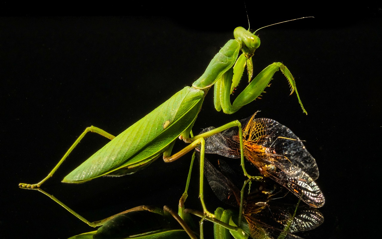 Meldžiasi Mantis, Žūklės Žirnis, Lazda, Valgyti, Uždaryti, Nemokamos Nuotraukos,  Nemokama Licenzija