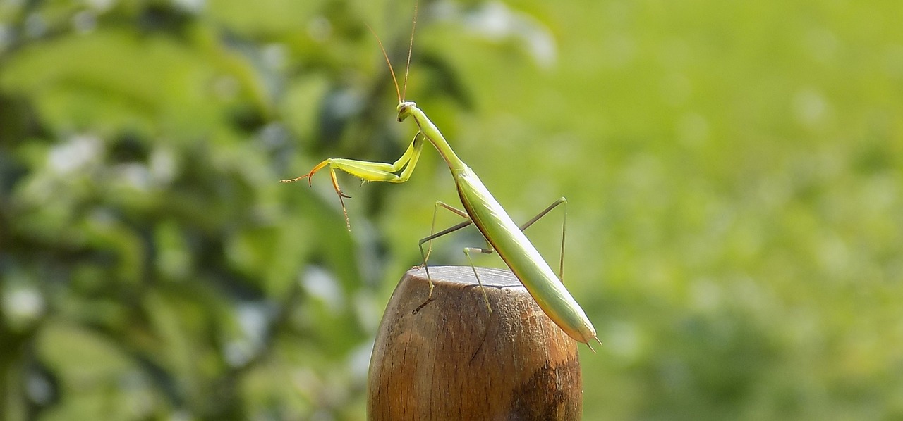 Meldžiasi Mantis, Gyvūnas, Gamta, Nemokamos Nuotraukos,  Nemokama Licenzija