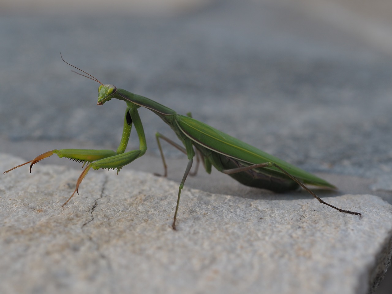 Meldžiasi Mantis, Žalias, Vabzdys, Žūklės Žirnis, Uždaryti, Gamta, Gyvūnas, Panika, Makro, Mantis Religiosa