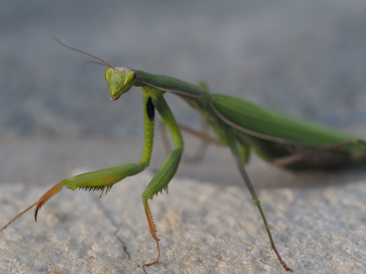 Meldžiasi Mantis, Žalias, Vabzdys, Žūklės Žirnis, Uždaryti, Gamta, Gyvūnas, Panika, Makro, Mantis Religiosa