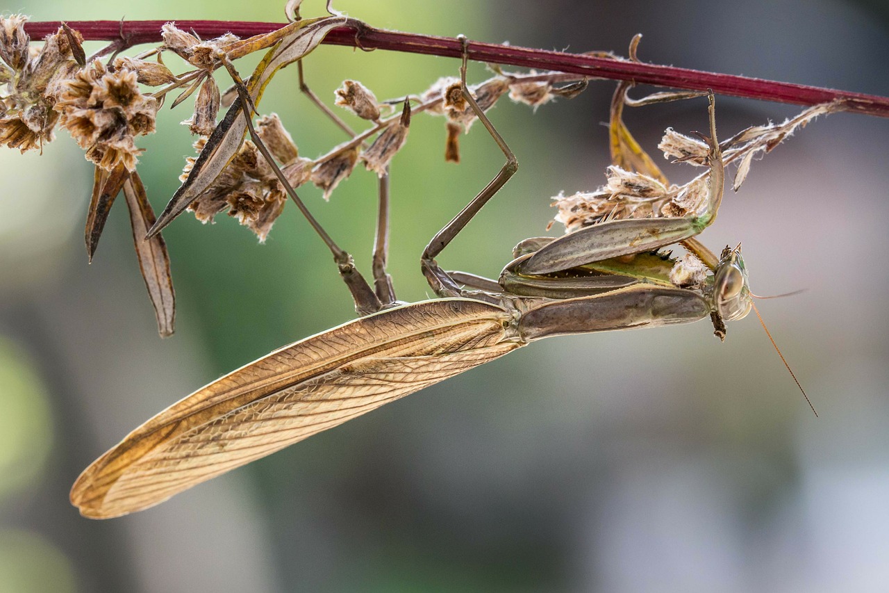 Meldžiasi Mantis, Vabzdys, Makro, Gamta, Gyvūnas, Panika, Nemokamos Nuotraukos,  Nemokama Licenzija