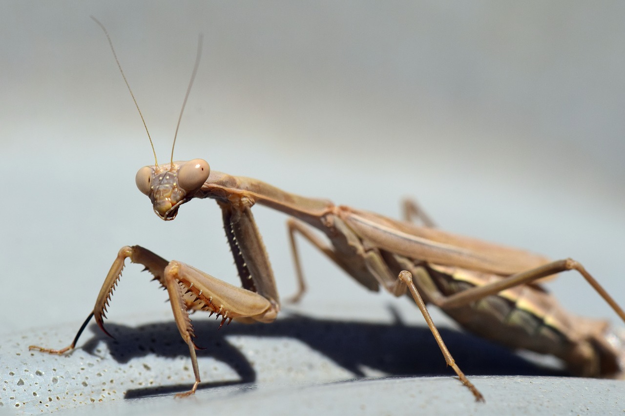 Meldžiasi Mantis, Vabzdys, Gamta, Makro, Uždaryti, Gyvūnas, Europietiškas Mantis, Skrydžio Vabzdys, Ruda, Moteris