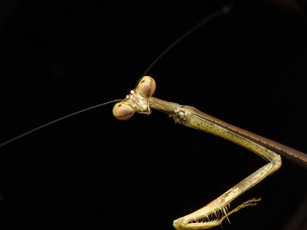 Meldžiasi Mantis, Stick, Vabzdys, Laukinė Gamta, Gamta, Preying, Meldžiasi, Mantis, Žirafa, Saldžiavaisis