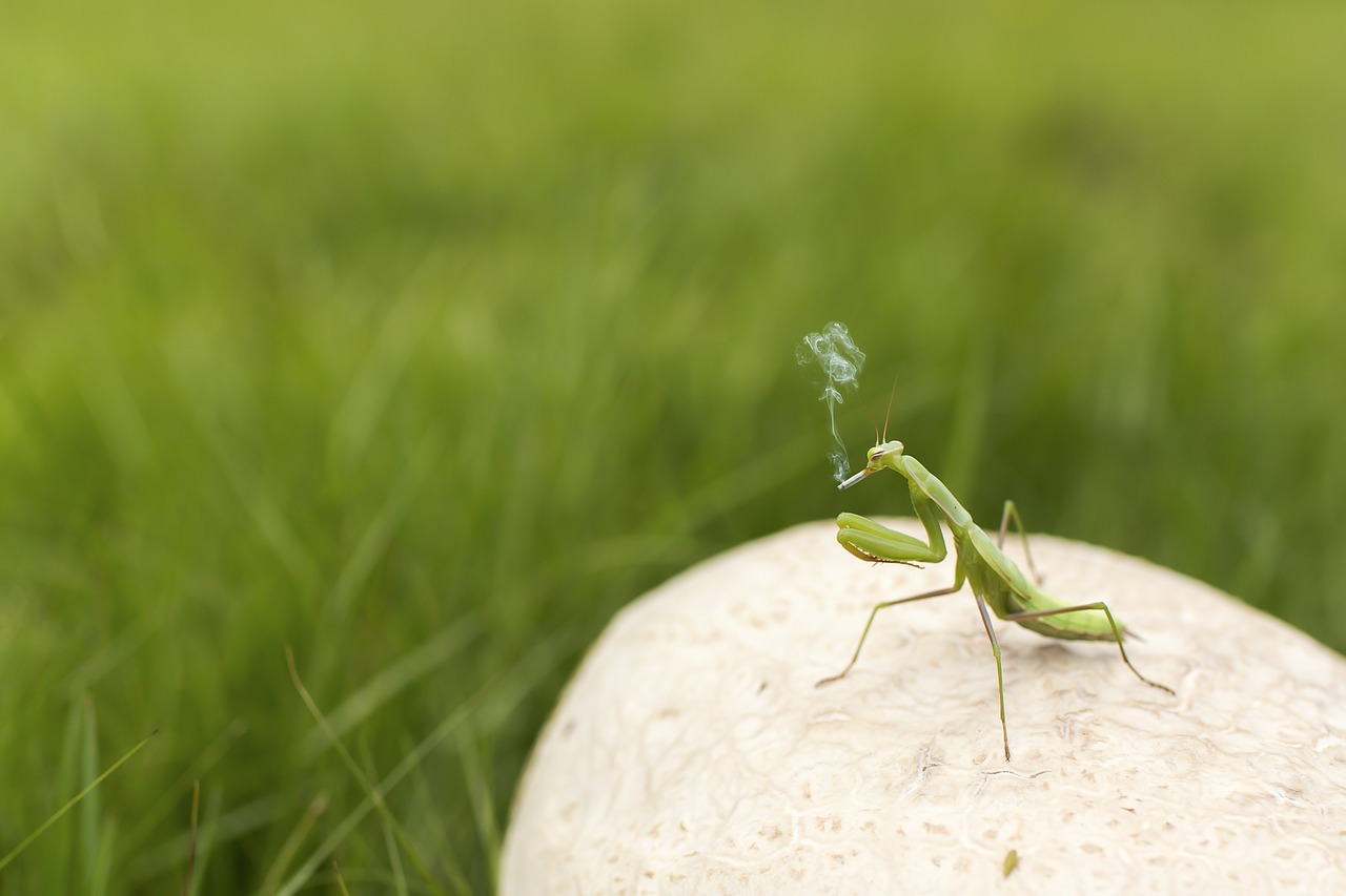 Meldžiasi Mantis, Vabzdys, Žalias, Rūkytojas, Rūkymas, Linksma, Įnoringas, Juokinga, Keista, Dūmai