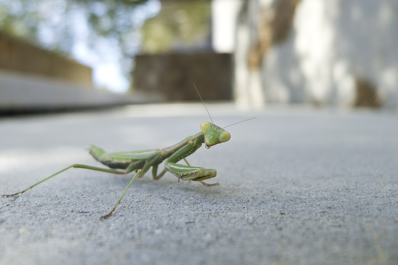 Meldžiasi Mantis, Vabzdys, Gyvūnas, Gamta, Laukinė Gamta, Nemokamos Nuotraukos,  Nemokama Licenzija